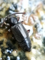 Lesteva longoelytrata