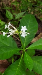 Rauvolfia serpentina