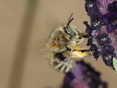 Anthophora crinipes