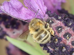 Anthophora crinipes