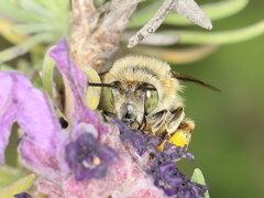 Anthophora crinipes