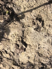 Herpestes pulverulentus