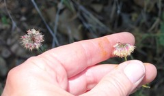 Trifolium ciliolatum
