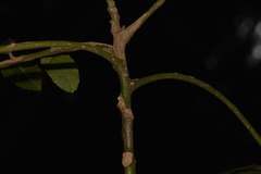 Dysoxylum rufum