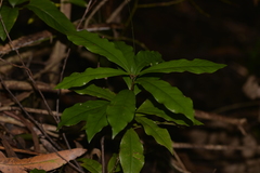 Eupomatia bennettii