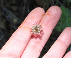 Trifolium ciliolatum
