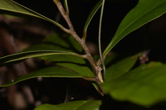 Eupomatia bennettii