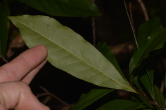 Eupomatia bennettii