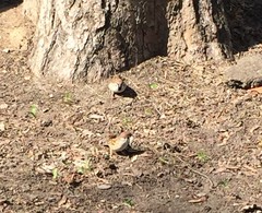 Passer montanus