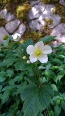 Eriocapitella vitifolia