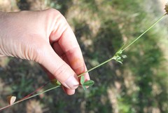 Trifolium ciliolatum