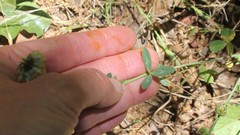 Trifolium ciliolatum