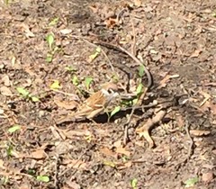 Passer montanus
