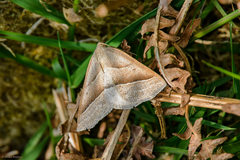 Petrophora chlorosata