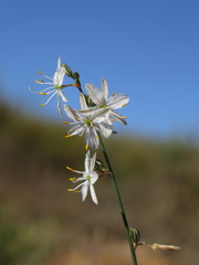 Chlorophytum crispum