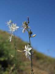 Chlorophytum crispum