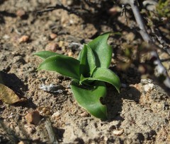 Chlorophytum crispum