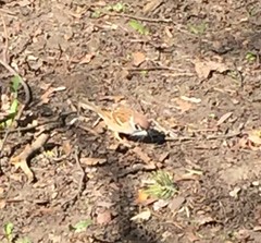 Passer montanus