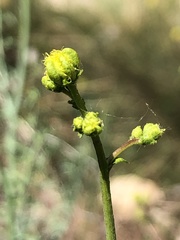 Ruta angustifolia