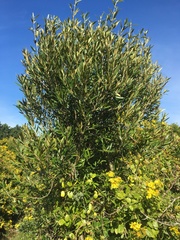 Olea exasperata
