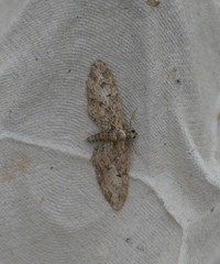 Eupithecia abbreviata