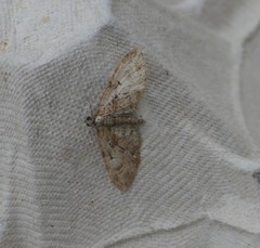 Eupithecia abbreviata