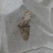 Eupithecia abbreviata - Photo (c) Pete Bradshaw, osa oikeuksista pidätetään (CC BY-NC), lähettänyt Pete Bradshaw