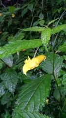 Impatiens tayemonii