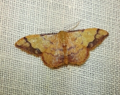 Idaea ostrinaria