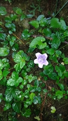 Strobilanthes rankanensis
