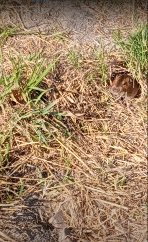 California Pocket Gopher
