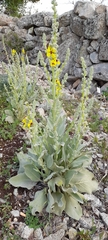 Verbascum rotundifolium