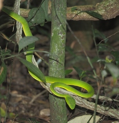 Trimeresurus vogeli
