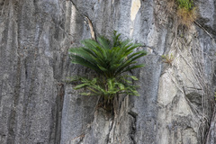 Cycas tropophylla
