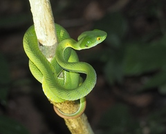 Trimeresurus macrops