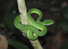 Trimeresurus macrops