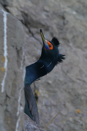 Illustration de Cormoran à face rouge