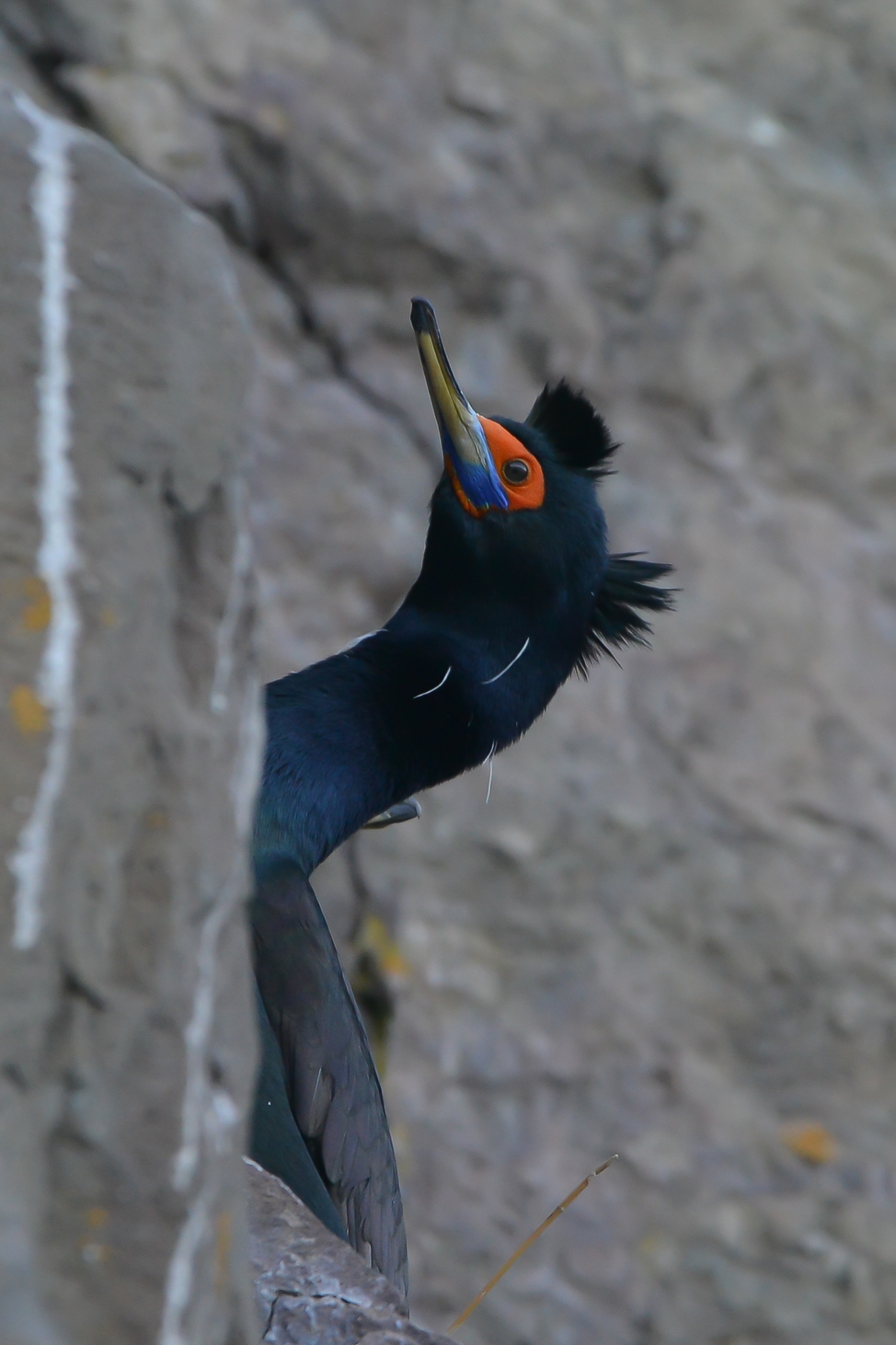 Red-faced Cormorant illustration