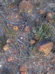 Osteospermum bolusii