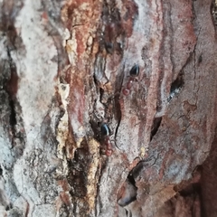 Crematogaster schmidti