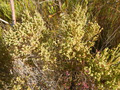 Erica serrata