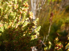 Erica serrata