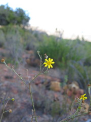Osteospermum bolusii
