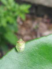 Cyptocephala