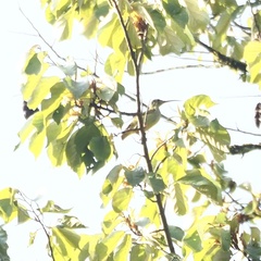 Arachnothera chrysogenys