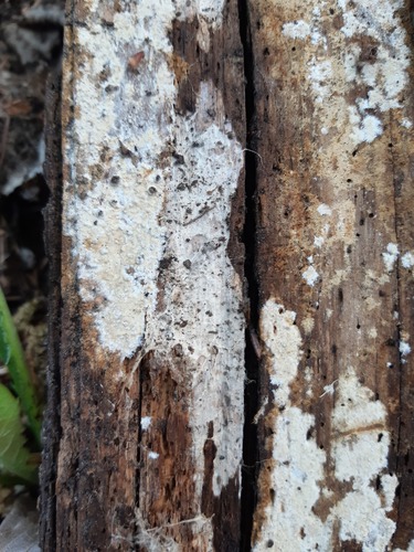 Metulodontia nivea