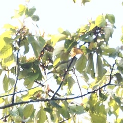 Arachnothera chrysogenys