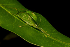 Chloracantha angularis