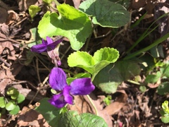 Viola odorata