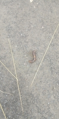 Arthropoda